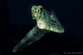  Friendly Filefish saying Cheese  
